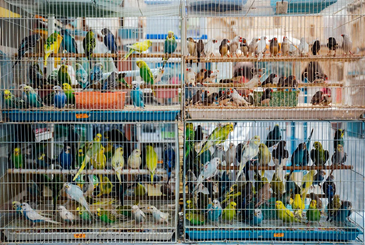 Cage à oiseaux grande volière intérieure sur pieds — photo 1