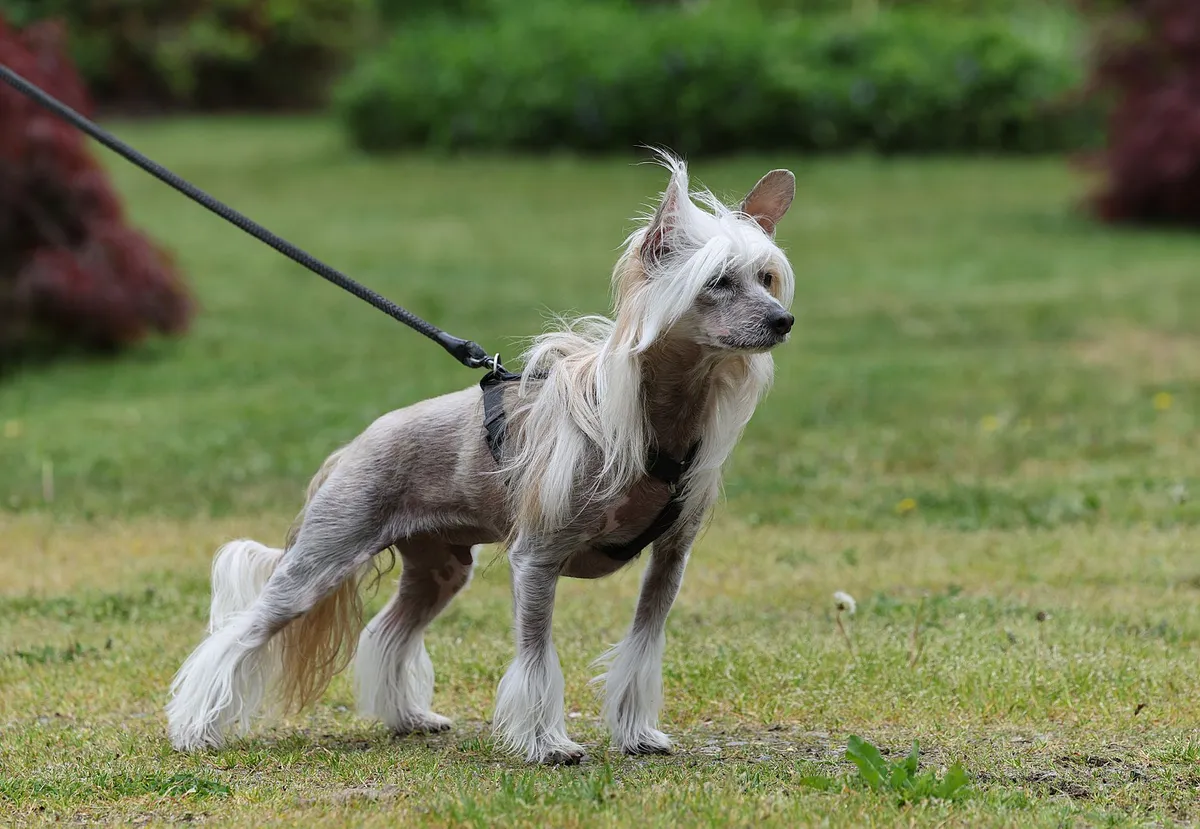 Harnais et laisse rétractable chien taille M/L — photo 1